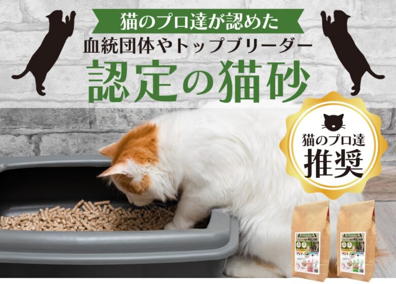 杉にゃん