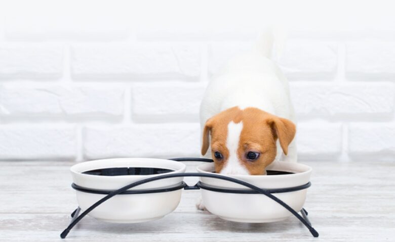 ペットフードを食べる犬