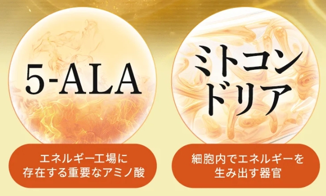5-ALAとミトコンドリア