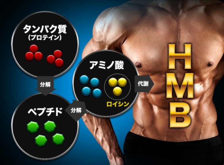 HMB