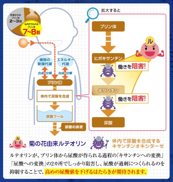 菊の花由来ルテオリン